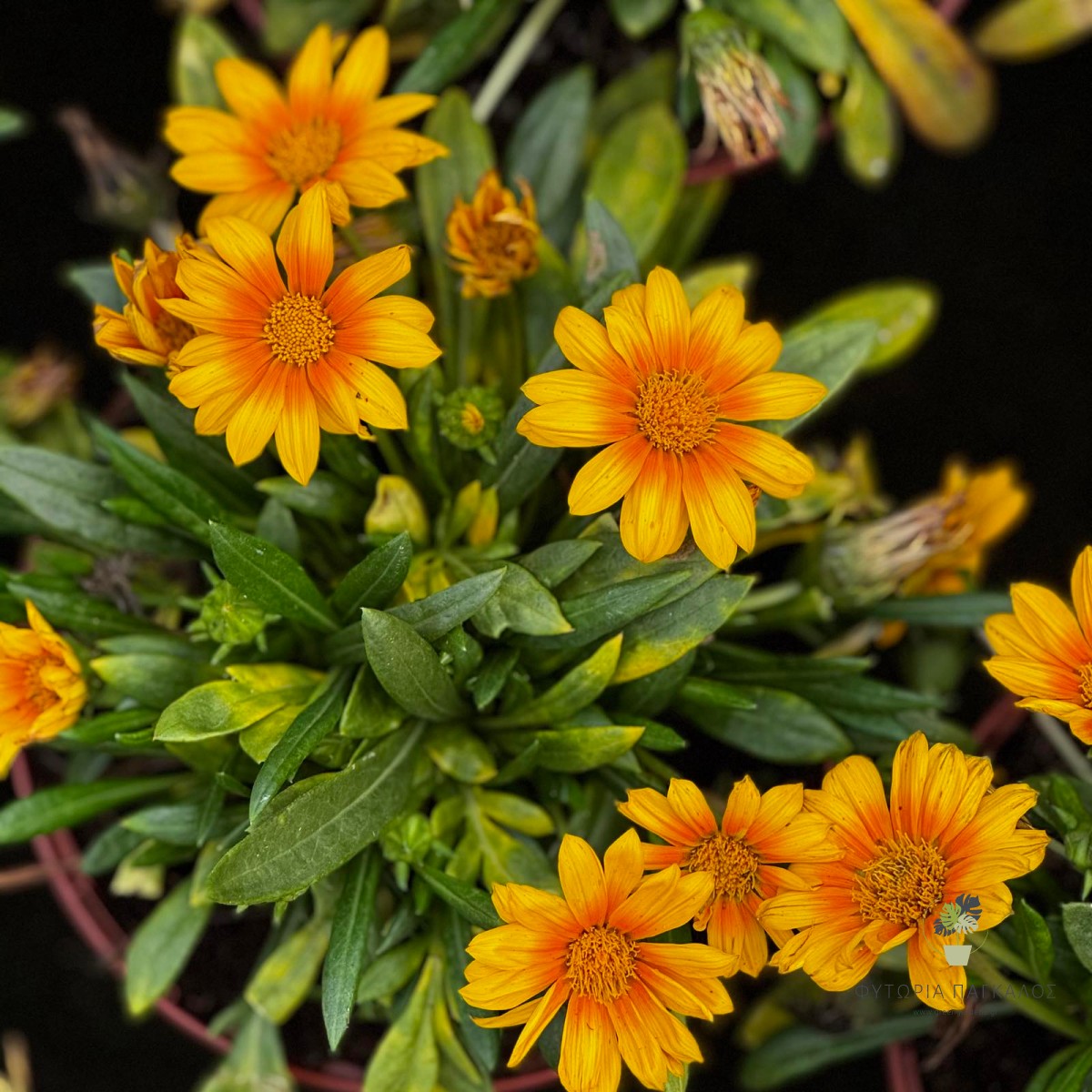 Γκαζάνια (Gazania rigens) | Ανθοφόρο Φυτό για Ήλιο & Παραθαλάσσιους Κήπους - 2 lt
